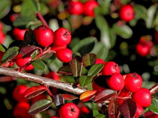 Arbutin mang lại hiệu quả làm sáng da và giảm sắc tố da 