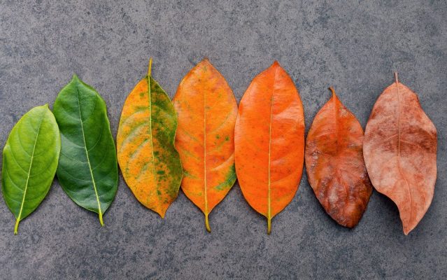 Lão hoá da là gì?