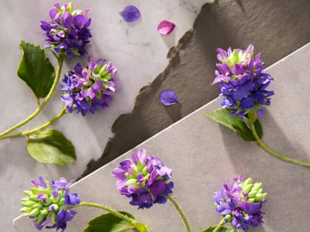 Bakuchiol là một trong những hoạt chất chống lão hóa được yêu thích nhất hiện nay