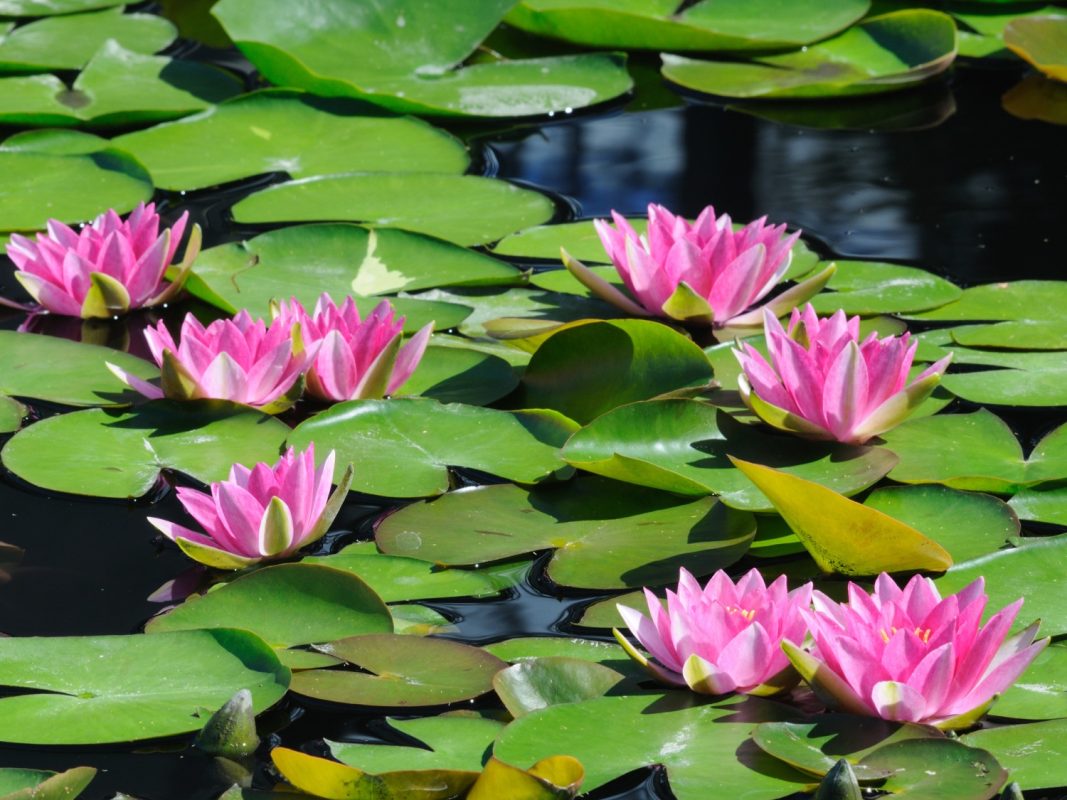 Nuphar Luteum Root Extract nổi tiếng với khả năng làm dịu và kháng viêm với một loại alkaloid đặc biệt.