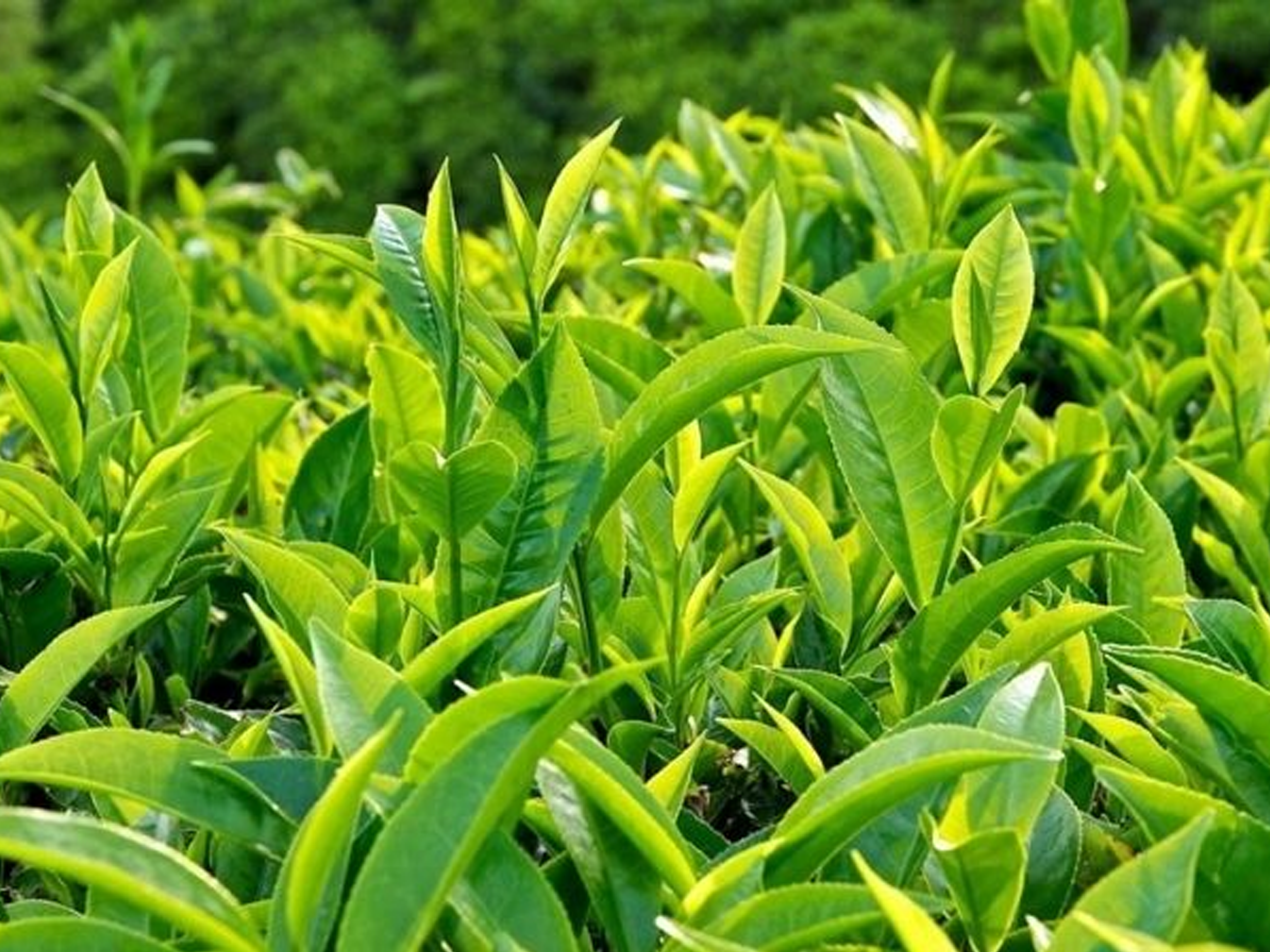 Chiết xuất trà xanh với đặc tính chống oxy hóa